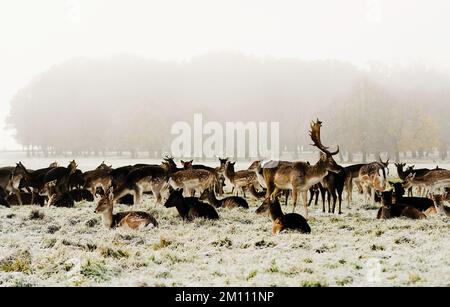 Damhirsche ruhen sich auf dem schneebedeckten Gras im Phoenix Park in Dublin aus. Teile Irlands wurden mit Schnee überdeckt, und die Wetterbeobachter warnten, dass die Frostbedingungen anhalten werden. Foto: Freitag, 9. Dezember 2022. Stockfoto