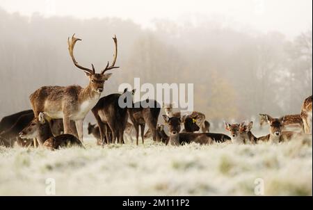 Damhirsche ruhen sich auf dem schneebedeckten Gras im Phoenix Park in Dublin aus. Teile Irlands wurden mit Schnee überdeckt, und die Wetterbeobachter warnten, dass die Frostbedingungen anhalten werden. Foto: Freitag, 9. Dezember 2022. Stockfoto