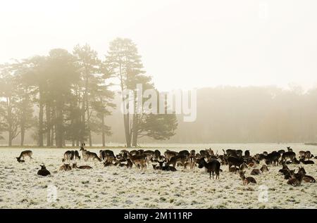 Damhirsche ruhen sich auf dem schneebedeckten Gras im Phoenix Park in Dublin aus. Teile Irlands wurden mit Schnee überdeckt, und die Wetterbeobachter warnten, dass die Frostbedingungen anhalten werden. Foto: Freitag, 9. Dezember 2022. Stockfoto