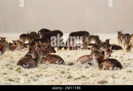 Damhirsche ruhen sich auf dem schneebedeckten Gras im Phoenix Park in Dublin aus. Teile Irlands wurden mit Schnee überdeckt, und die Wetterbeobachter warnten, dass die Frostbedingungen anhalten werden. Foto: Freitag, 9. Dezember 2022. Stockfoto