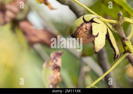 Reife Walnuss in einer Muschel auf einem Ast. Stockfoto