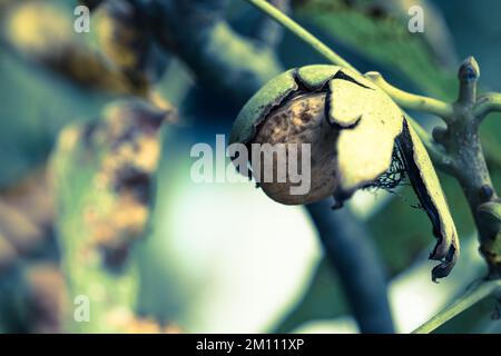 Reife Walnuss in einer Muschel auf einem Ast. Stockfoto