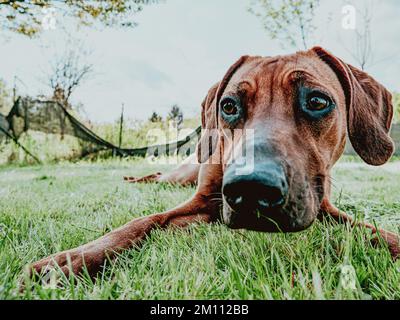 Braunes rhodesian ridgeback spielt im Garten Stockfoto