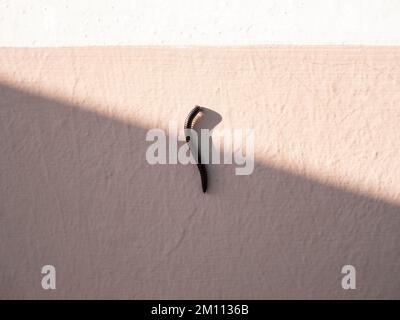 Tausend Fuß Millipede Wurm, der an der Wand läuft Stockfoto