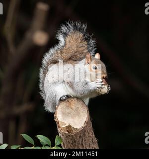 Ein Eichhörnchen östlich einer Kastanie und posieren für Fotos im St. James Park, Central London, Großbritannien an einem sehr kalten Tag im Dezember. Stockfoto