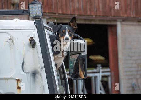 Collie, der aus einem Lieferwagenfenster schaut, Derbyshire, Großbritannien Stockfoto
