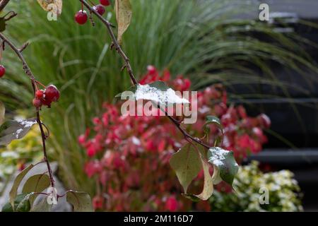 Der erste Schnee der Saison staubt die Krabben und Blätter, mit immer noch blühenden Blumen im Hintergrund Stockfoto