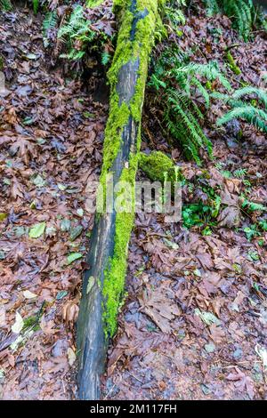 Im Dash Point State Park im Bundesstaat Washingotn wächst leuchtend grünes Moos. Es ist Winter. Stockfoto