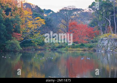 Die Enten schweben auf einem ruhigen Teich an Bäumen in voller Herbstfarbe Stockfoto