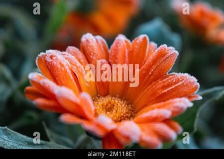 Wunderschöne gefrorene orangefarbene Ringelblume im Winter, morgendlicher Frühfrost auf dem Land, Calendula officinalis Stockfoto