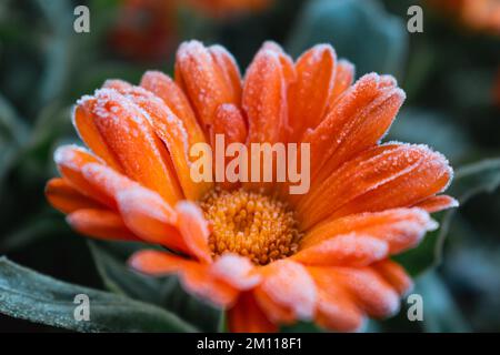 Wunderschöne gefrorene orangefarbene Ringelblume im Winter, morgendlicher Frühfrost auf dem Land, Calendula officinalis Stockfoto