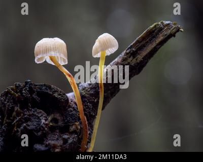 Winzige Pilze, Pilze auf Zweig, Naturmakro. Stockfoto