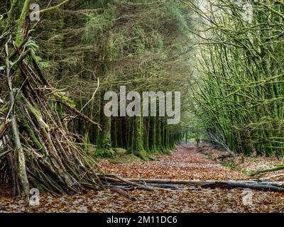 Moosbäume und heruntergefallene Blätter. Englischer Wald im Spätherbst. Querformat. Stockfoto