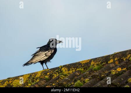 Leuzistischer Carrion Crow alias Corvus Corone, schwarzer Vogel mit weißem Flügel auf dem Dach. Stockfoto