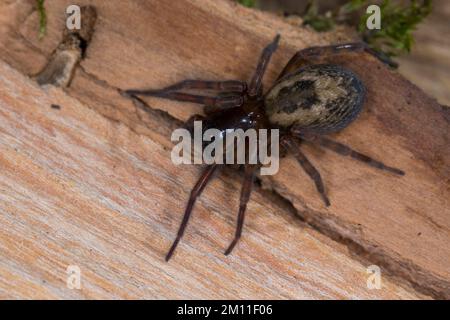 Ähnliche Fensterspinne, Haus-Finsterspinne, Fensterspinne, Finsterspinne, Kellerspinne, Amaurobius similis, Spitzen-Weber-Spinne, Spitzen-Netzspinne, wi Stockfoto