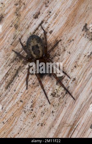 Ähnliche Fensterspinne, Haus-Finsterspinne, Fensterspinne, Finsterspinne, Kellerspinne, Amaurobius similis, Spitzen-Weber-Spinne, Spitzen-Netzspinne, wi Stockfoto