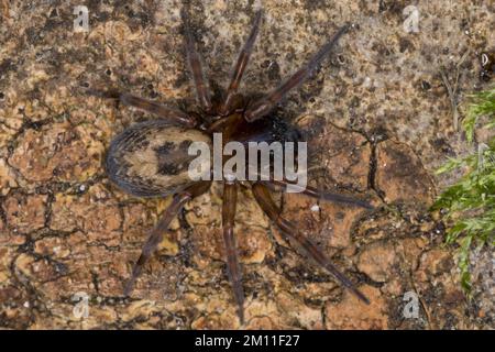 Ähnliche Fensterspinne, Haus-Finsterspinne, Fensterspinne, Finsterspinne, Kellerspinne, Amaurobius similis, Spitzen-Weber-Spinne, Spitzen-Netzspinne, wi Stockfoto