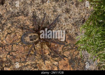 Ähnliche Fensterspinne, Haus-Finsterspinne, Fensterspinne, Finsterspinne, Kellerspinne, Amaurobius similis, Spitzen-Weber-Spinne, Spitzen-Netzspinne, wi Stockfoto