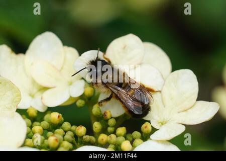 Natürliche Nahaufnahme einer hörnigen, roten Maurerbiene, Osmia rufa, die auf einer weißen Blume im Garten sitzt Stockfoto