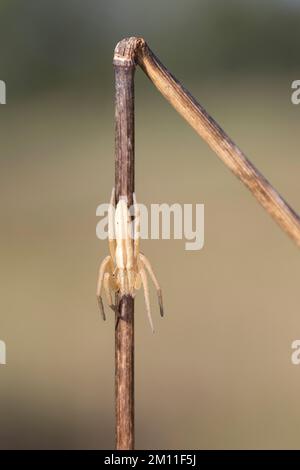 Gewöhnlicher Halmstrecker, Halmstrecker, Gras-Spinne, Grasspinne, Laufspinne, Weibchen, Tibellus oblongus, Grassspinne, weiblich, Laufspinnen, Philodro Stockfoto