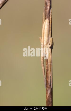 Gewöhnlicher Halmstrecker, Halmstrecker, Gras-Spinne, Grasspinne, Laufspinne, Weibchen, Tibellus oblongus, Grassspinne, weiblich, Laufspinnen, Philodro Stockfoto