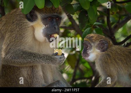 African Green Monkey Stockfoto