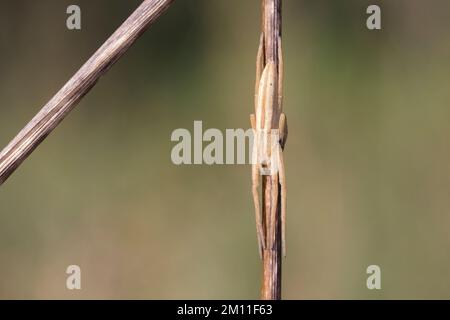 Gewöhnlicher Halmstrecker, Halmstrecker, Gras-Spinne, Grasspinne, Laufspinne, Weibchen, Tibellus oblongus, Grassspinne, weiblich, Laufspinnen, Philodro Stockfoto