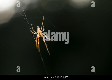 Herbstspinne, Männchen lauert im Netz, Herbst-Spinne, Metellina cf. Segmentata, Meta cf. Segmentata, Herbstspinne, Herbstspinne, kleine Gartenspide Stockfoto