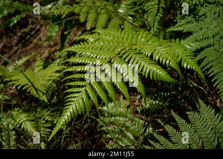 Nahaufnahme, glänzende grüne Farnfront im Wald Neuseelands Stockfoto