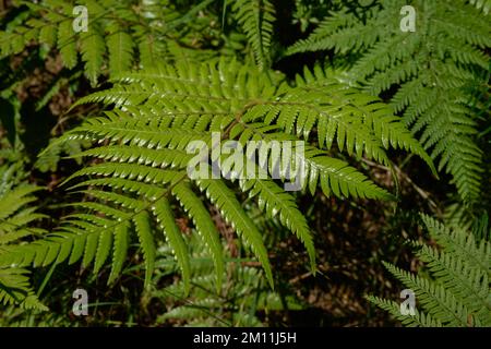 Nahaufnahme, glänzende grüne Farnfront im Wald Neuseelands Stockfoto