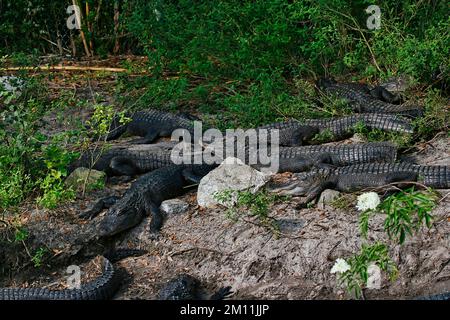 Eine Gruppe lebender Alligatoren, die sich am Ufer eines Sumpfes im Norden Floridas ausruhen Stockfoto