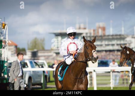 Jockey PJ McDonald auf Kadovar bei York Races. Stockfoto