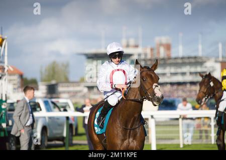 Jockey PJ McDonald auf Kadovar bei York Races. Stockfoto