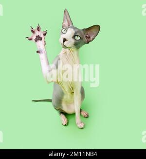 Porträt der sphynx-Katze, die sitzt und spielt. Isoliert auf grünem Hintergrund Stockfoto