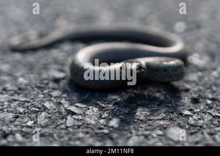 Giftige Schlange, Baby-Adder im Herbst auf einem Radweg im Wald Stockfoto