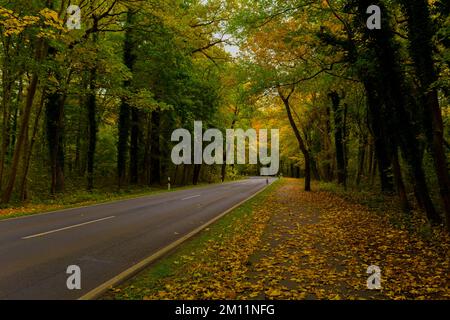 Herbstbeginn, Landstraße mit kleinem Radweg daneben, die ersten Blätter wechseln die Farbe und fallen auf den Boden Stockfoto