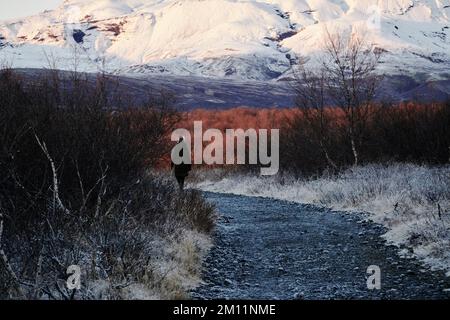 Brekkuskógur, Landschaften und Nahaufnahmen frostummantelt Stockfoto