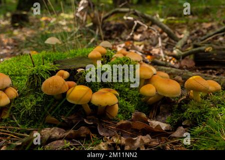 Viele grünblättrige Schwefelkappenpilze auf einem moosbedeckten Baumstumpf im Wald, Krötenhocker Stockfoto
