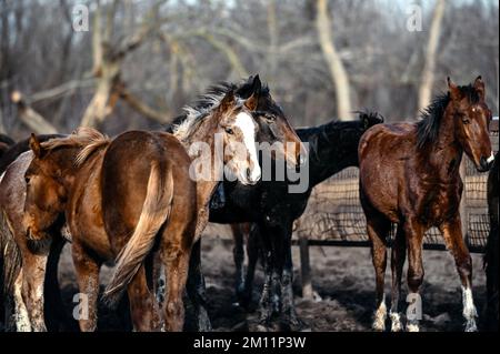 Trudove, UKRAINE - 2. DEZEMBER 2022 - Pferde werden auf der Zaporizhzhia-Zuchtfarm, im Dorf Trudove, in der Region Zaporizhzhia, Südostukraine abgebildet. Stockfoto