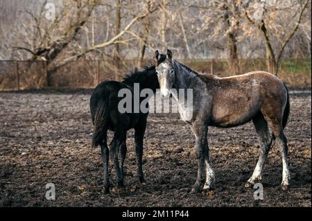 Trudove, UKRAINE - 2. DEZEMBER 2022 - Pferde werden auf der Zaporizhzhia-Zuchtfarm, im Dorf Trudove, in der Region Zaporizhzhia, Südostukraine abgebildet. Stockfoto