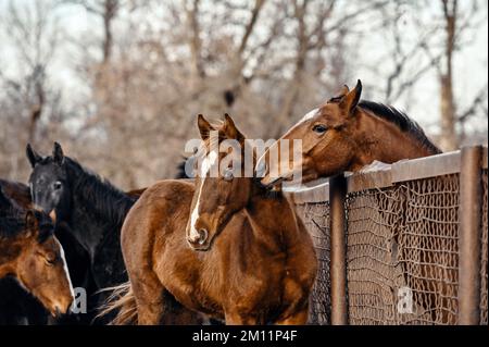 Trudove, UKRAINE - 2. DEZEMBER 2022 - Pferde werden auf der Zaporizhzhia-Zuchtfarm, im Dorf Trudove, in der Region Zaporizhzhia, Südostukraine abgebildet. Stockfoto