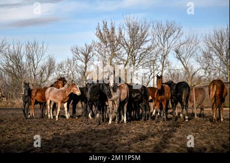 Trudove, UKRAINE - 2. DEZEMBER 2022 - Pferde werden auf der Zaporizhzhia-Zuchtfarm, im Dorf Trudove, in der Region Zaporizhzhia, Südostukraine abgebildet. Stockfoto