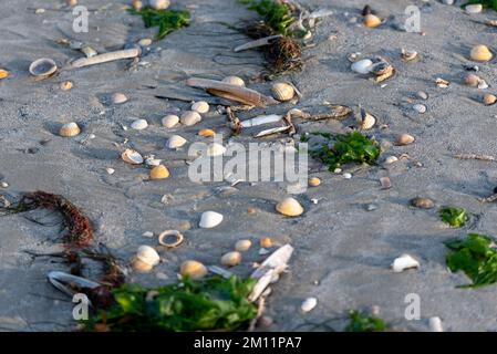 Muscheln liegen bei Ebbe am Strand des Vadehavet Nationalparks, Rømø Island, Lakolk, Syddanmark, Dänemark Stockfoto