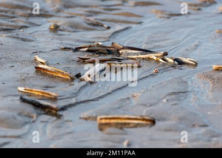 Muscheln liegen bei Ebbe am Strand des Vadehavet Nationalparks, Rømø Island, Lakolk, Syddanmark, Dänemark Stockfoto