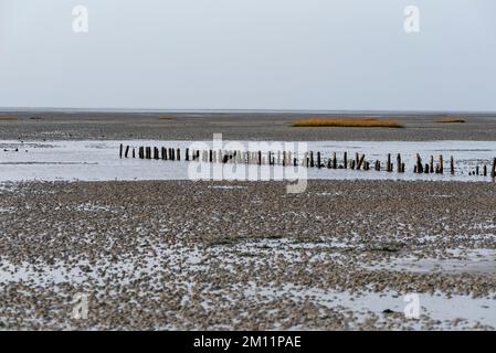 Insel Mandø, umgeben vom Wattenmeer, einzige dänische Gezeiteninsel, Mandø, Jütland, Dänemark Stockfoto