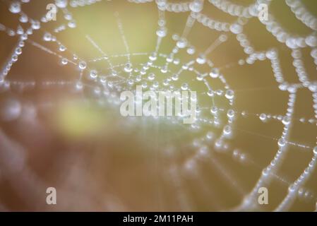 Spinnennetz mit Regentropfen Stockfoto