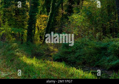 Fast ausgetrocknet kleiner Fluss im November, überwuchert mit wildem Gras, seichte Feldtiefe, verschwommenes Bokeh Stockfoto