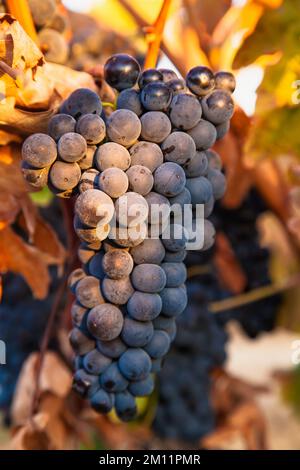 Trauben aus violetten Trauben in einem Weinberg im Herbst im Weinanbaugebiet von La Rja in Spanien Stockfoto