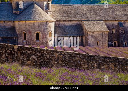 Abtei Senanque umgeben von Lavendelfeldern in der französischen Provence Stockfoto
