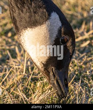 Detail des Leiters von Canada Goose, Belmar Park, Lakewood, Denver, Colorado, USA Stockfoto